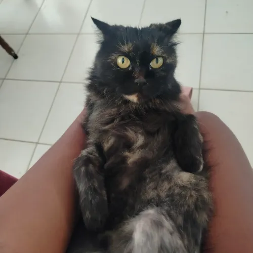 Gatas