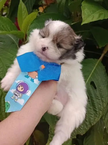 Spitz alemão anão, macho, em 10x, com pedigree.