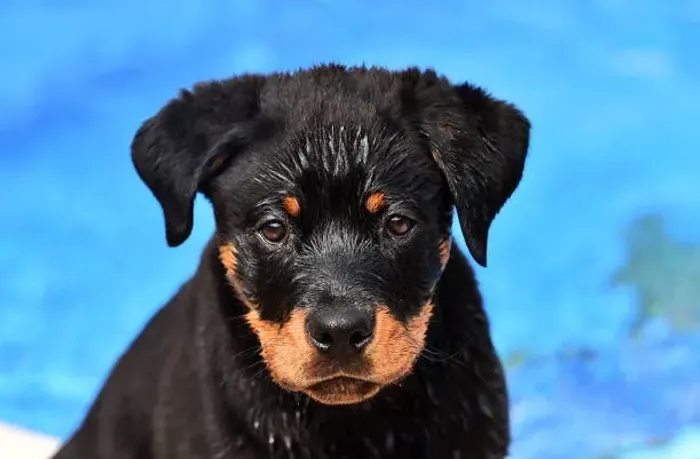Rottweiler ? Filhotes Bem Socializados e de Excelente Qualidade