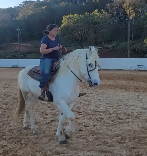 Cavalo percheron lindo marchador valor para hoje 8500