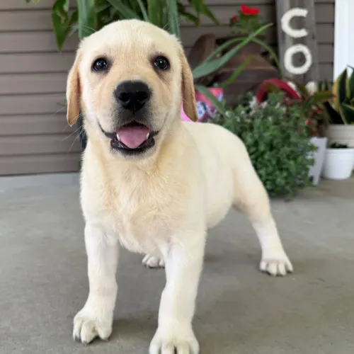 Labrador Retriever/Leve para casa um dose diária de felicidade