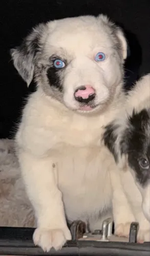 Border Collie Blue Merlin