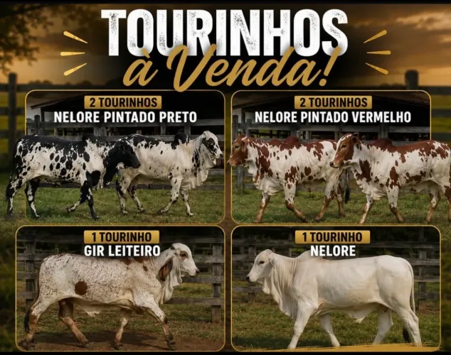 Touros Nelore e Gir