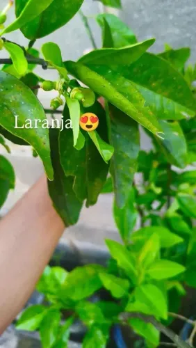 Frutífera laranja pêra