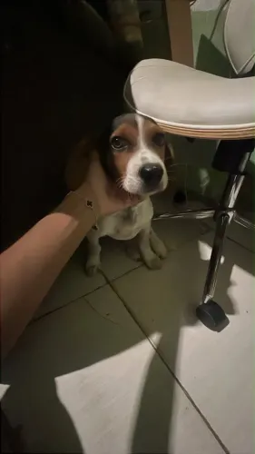 bigo com americano