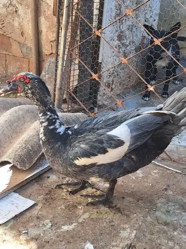 Pato Adulto Reprodutor 