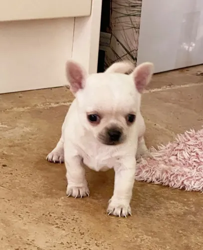 Filhotes de Chihuahua esperando um novo lar! Fale comigo no WhatsApp já.