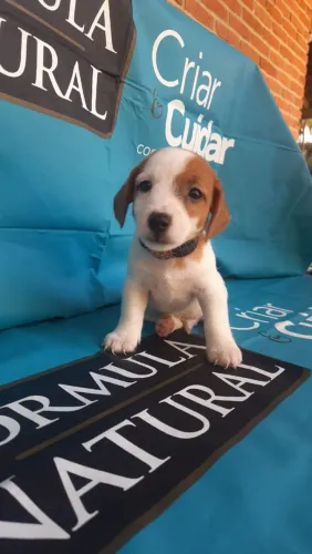 Jack Russel terrier , Para mais informações, entre em contato!!!
