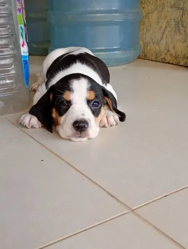Vendo filhote de beagle