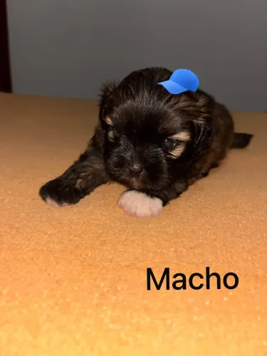 Vendo cachorro shitzu