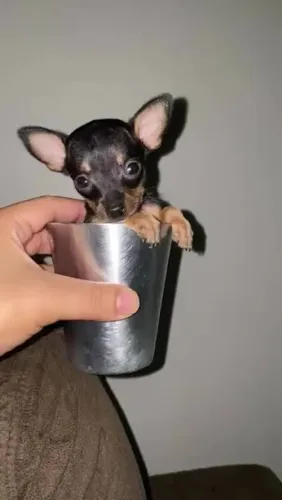 Pinscher filhotes