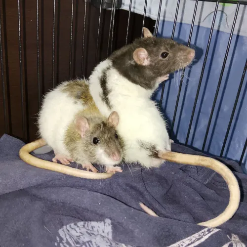 Vende-se Ratos de Laboratório 