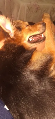 Doação de cachorra fêmea 