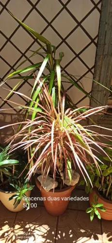 Plantas variadas grandes.