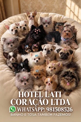 Spitz