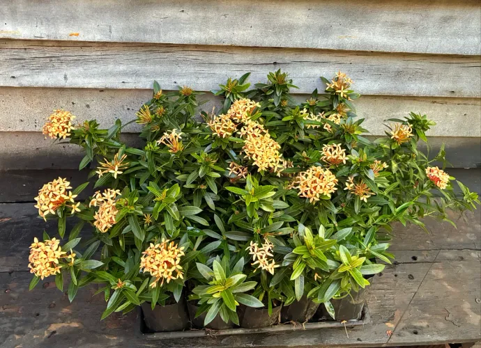 Planta Ixora para jardins disponível cor amarela e vermelha