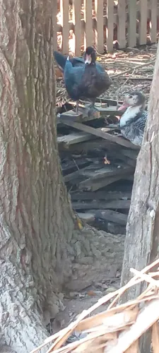 Patos a venda 