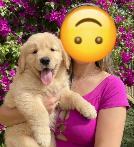 Golden Retriever e Bulldog Francês Filhotes