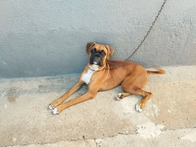 Cadela Boxer 6 meses