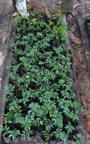 Mudas de copaiba 