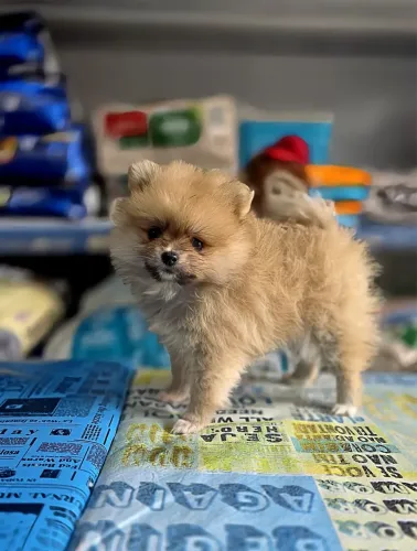 Spitz alemão anao ou lulu da pomerania