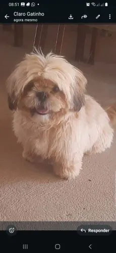 Cachorro shitzu 