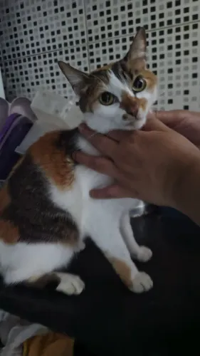 Doação, gata fêmea castrada