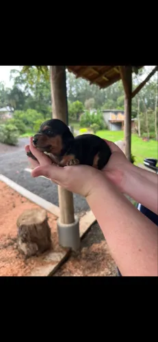 Lindo filhote de Dachshund (cofap, salsichinha)