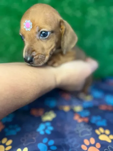 Filhote dachshound macho e fêmea 