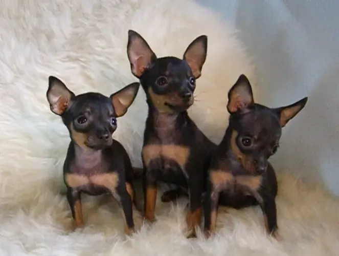 Pinscher "Sou discreto."
