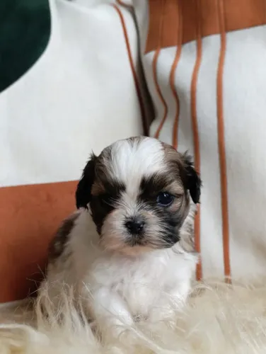 Lindos Machinhos Shihtzu disponíveis para venda