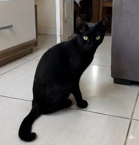 Doa-se uma gata filhote de 7 á 8 meses apenas adotantes responsável.