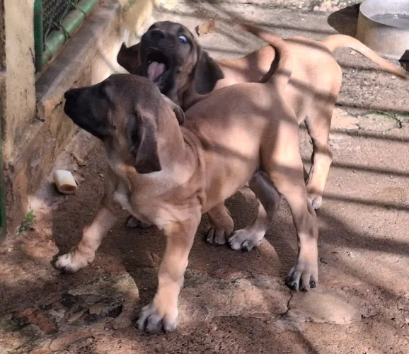 Filhotes de Fila Brasileiro Porte Gigante 