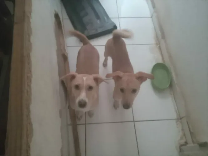 Doação de cachorros