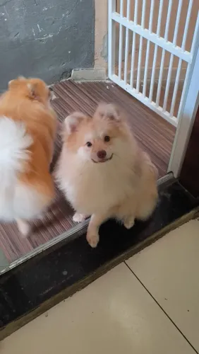 SPITZ ALEMAO 7 MESES 