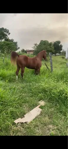 Vendo potro Qm com muita genética
