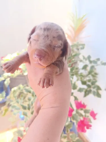 cachorro Basset filhote a venda 