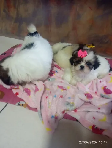 Filhote de shihtzu puro 