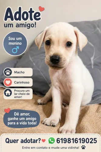 Filhotes para doar