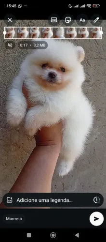 Spitz alemão fêmea 