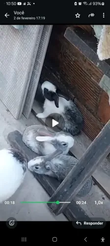 Coelhos em Arapiraca 