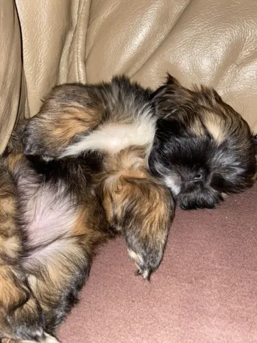 lhasa apso filhote machinho fofo, a pronta entrega