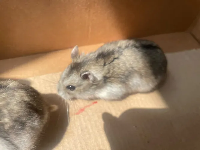 Hamster anão russo