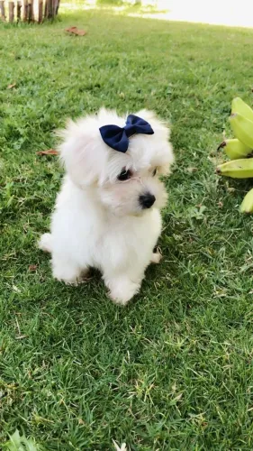 Maltês Um cachorro para acompanhar sua melhor fase