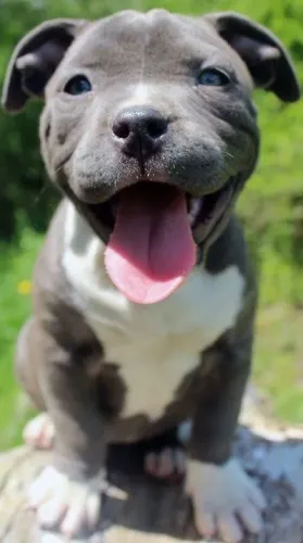 American Bully - O Pet Que Vai Ganhar Espaço Rapidamente Na Sua Casa