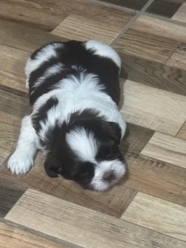 Vende-se filhotes de Shih tzu em Nova Mutum
