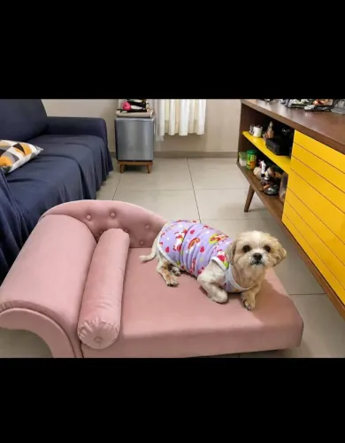 Shitzu fêmea adulta pra venda ou troca por outro menor