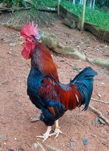 Galo mestiço ródhia e pescoço pelado