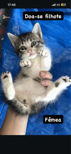 Doação de gatinhos filhotes