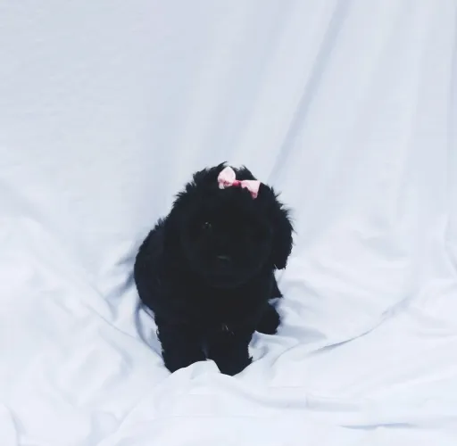 Poodle Preta - Super dócil e amigável 